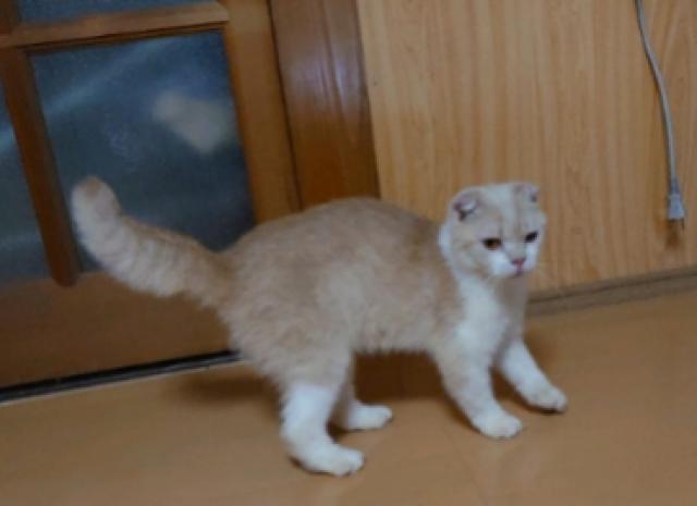 スコティッシュフォールド