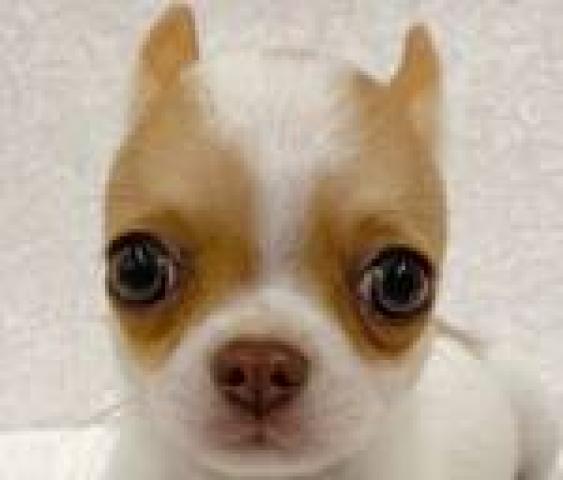 チワワ（スムースコート）