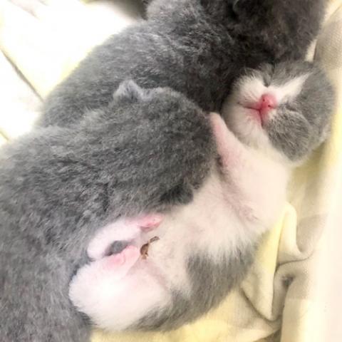 ブリティッシュショートヘア