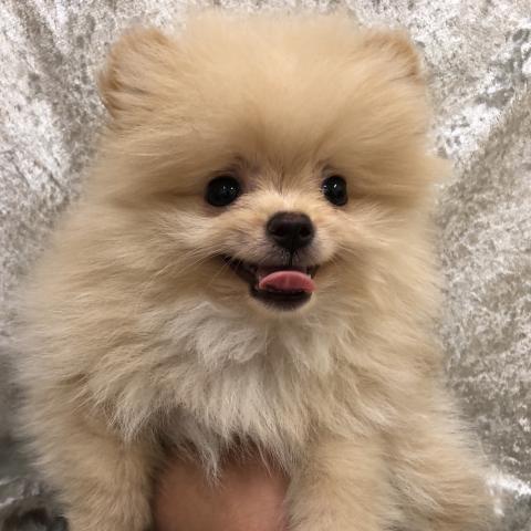 ポメラニアン