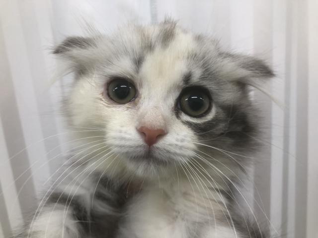 スコティッシュフォールド