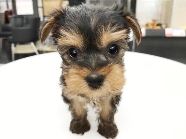 ヨークシャーテリア