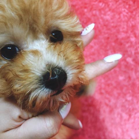 トイプードルころころトイプーちゃん🐶❤️大阪府泉大津市