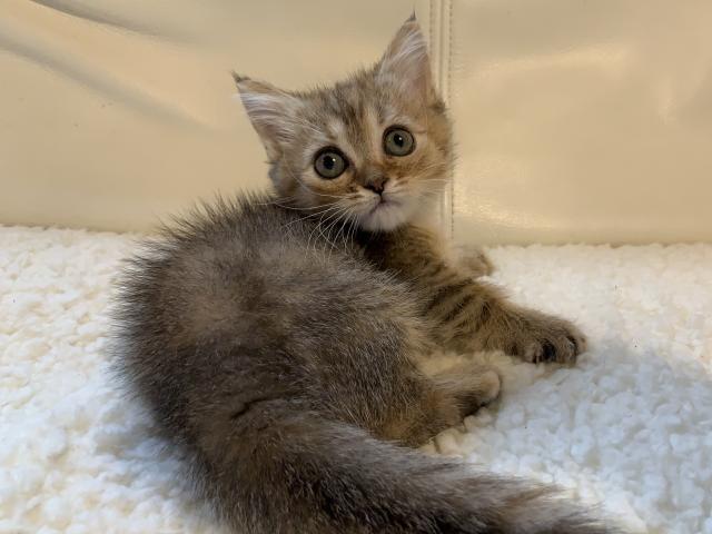 ミヌエット（旧ナポレオン）