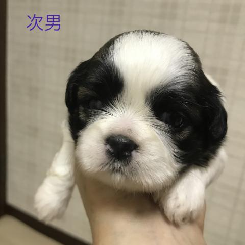 シーズー