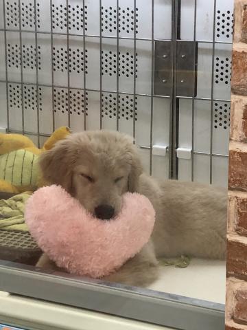 ゴールデンレトリーバー