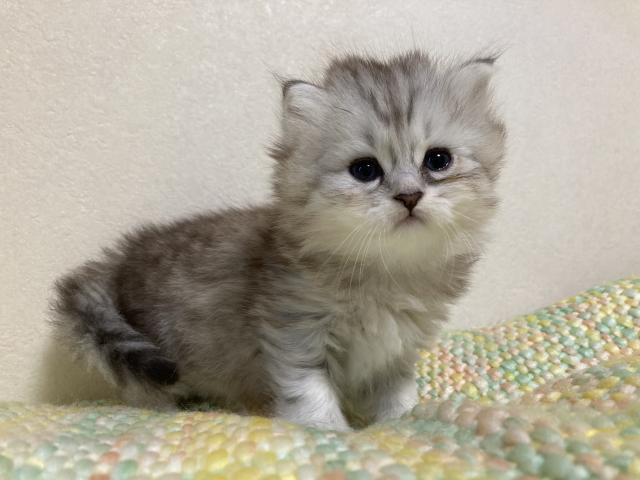 ミヌエット（旧ナポレオン）