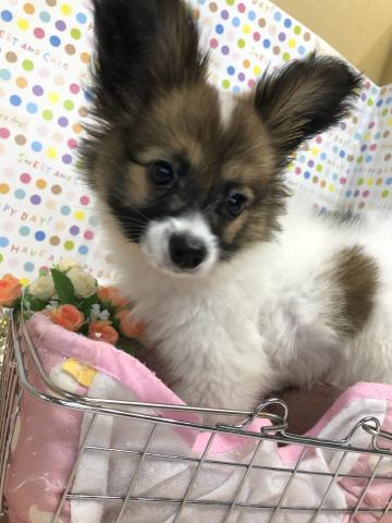 パピヨン