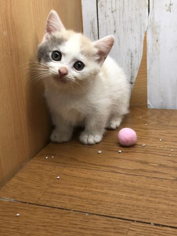 マンチカン短足 超可愛い 猫カフェ ねこじゃらし