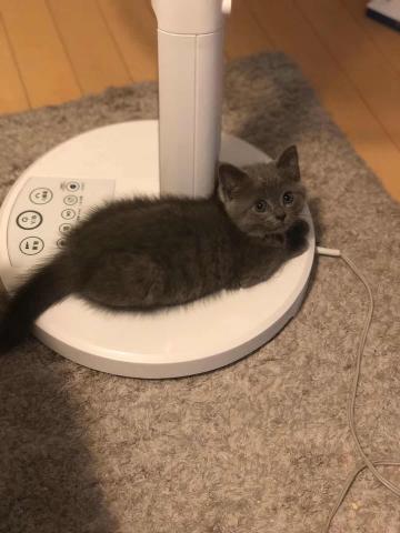マンチカン短足