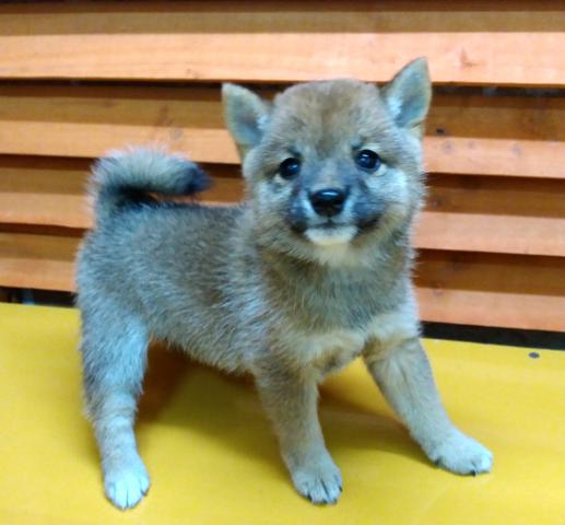 柴犬