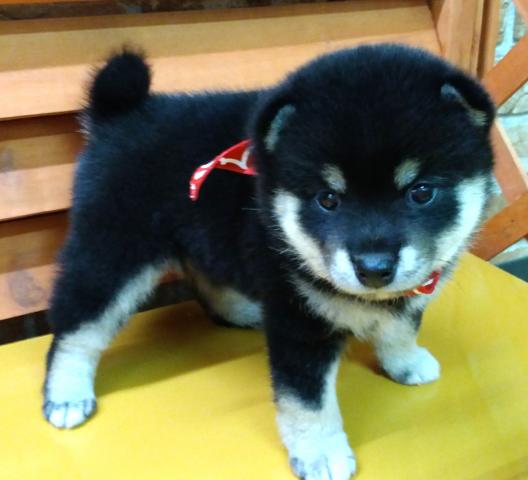 柴犬