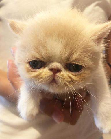 エキゾチックショートヘアー