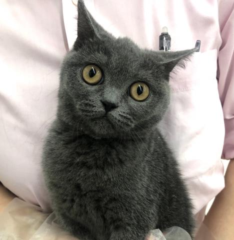 ブリティッシュショートヘア