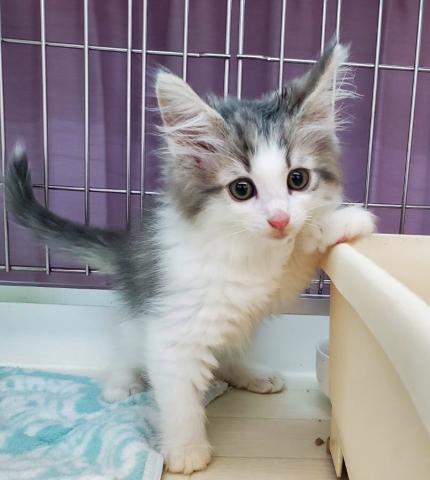 ノルウェージャンフォレストキャット