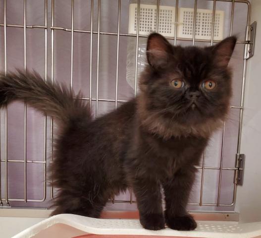 エキゾチックロングヘアー