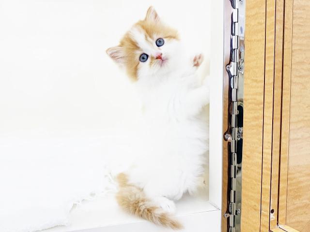 マンチカン