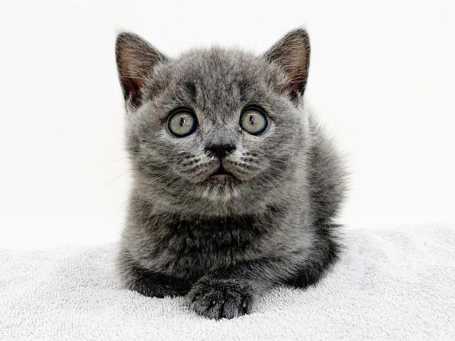 ブリティッシュショートヘア