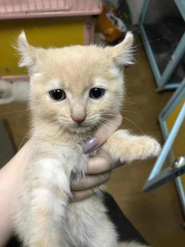 ブリティッシュショートヘア