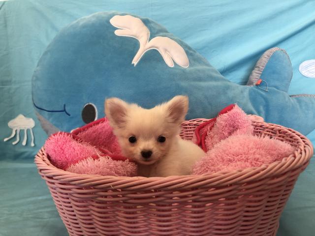 チワワ（ロングコート）