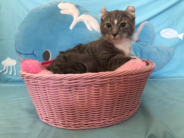 アメリカンカール