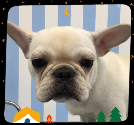 フレンチブルドッグ