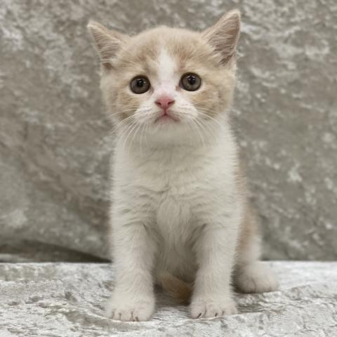 ブリティッシュショートヘア