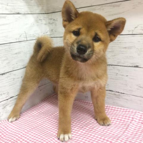 柴犬