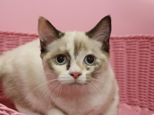 スコティッシュフォールド