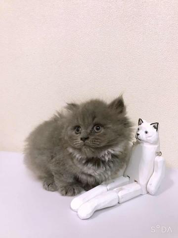 ブリティッシュショートヘア