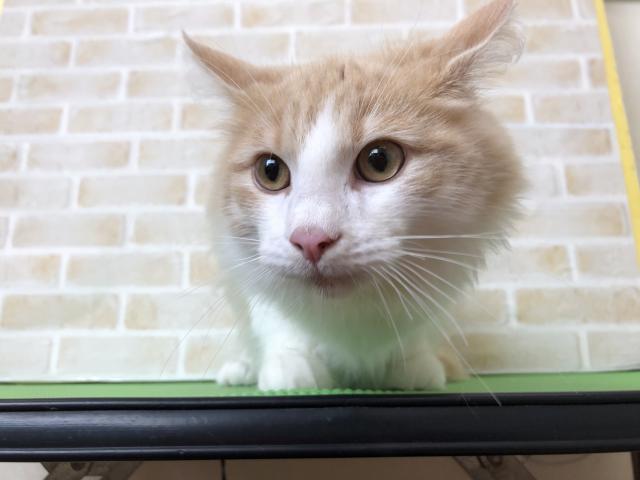 ノルウェージャンフォレストキャット