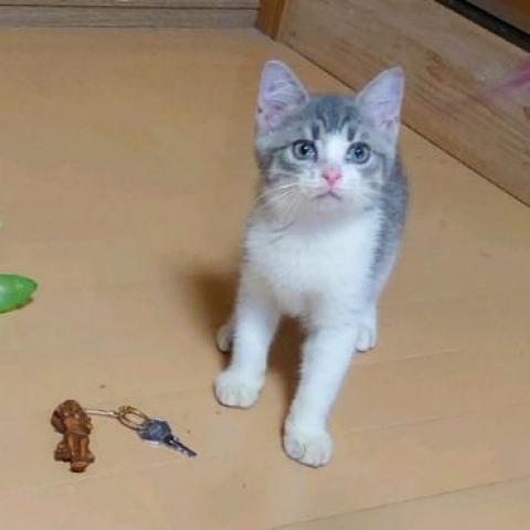 スコティッシュフォールド