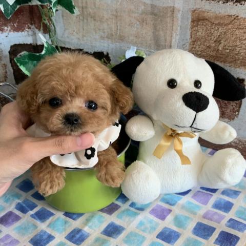 トイプードルマイクロ〜ティーカップサイズ