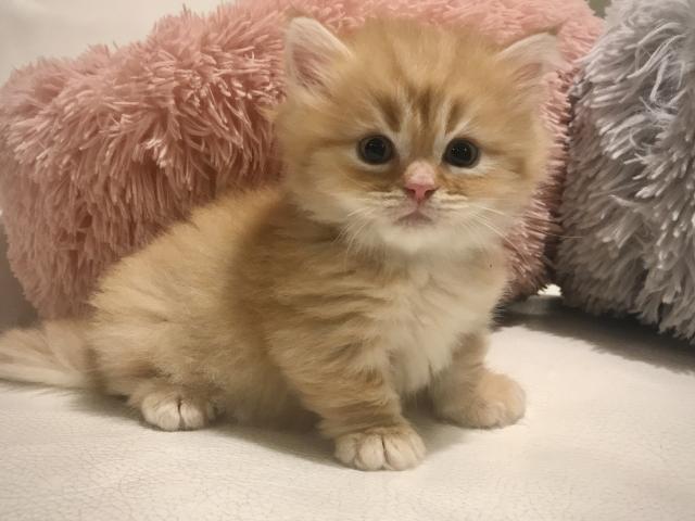 マンチカン♡極短！ロングヘアの男の子