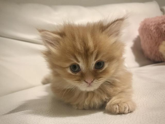 マンチカン♡極短！ロングヘアの男の子
