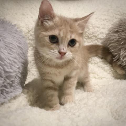 マンチカン♡人気カラー クリームクラシックの足長ちゃん