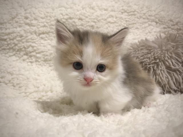 マンチカン♡極短！ロングヘアの女の子