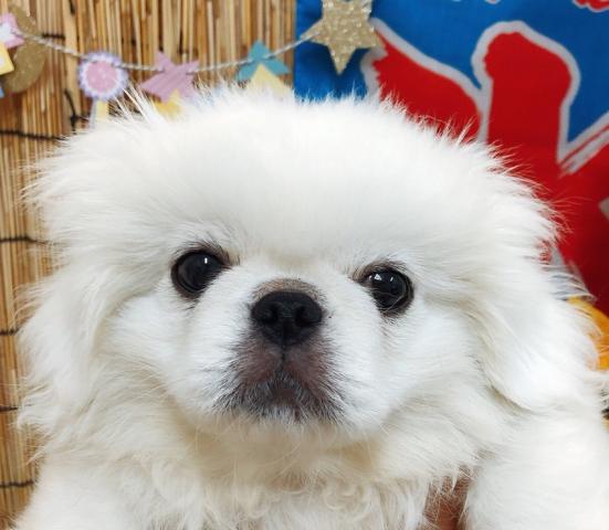 ペキニーズ