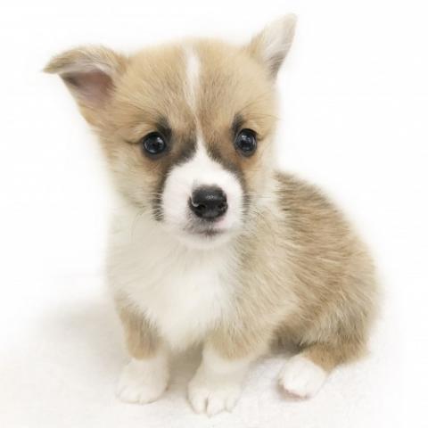 ウェルシュコーギーペンブローク