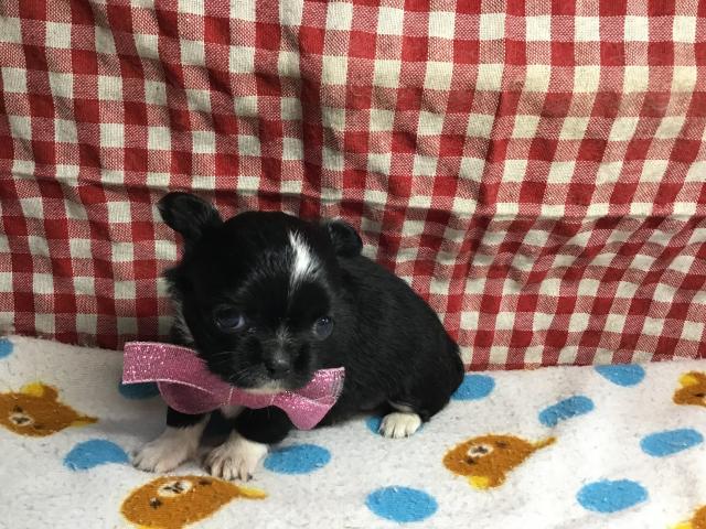 チワワ(ロングコート)