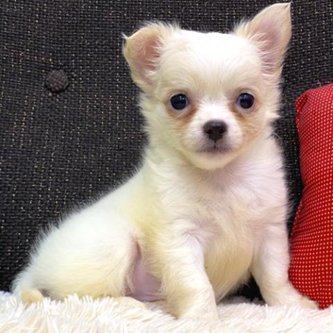 チワワ(ロングコート)