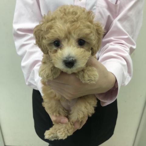 トイプードル