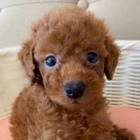 トイプードル💕穏やかな性格のトイプー君💕