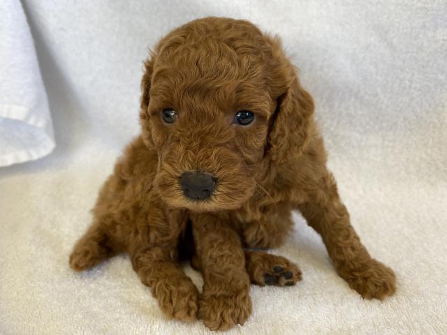 ミディアムプードル