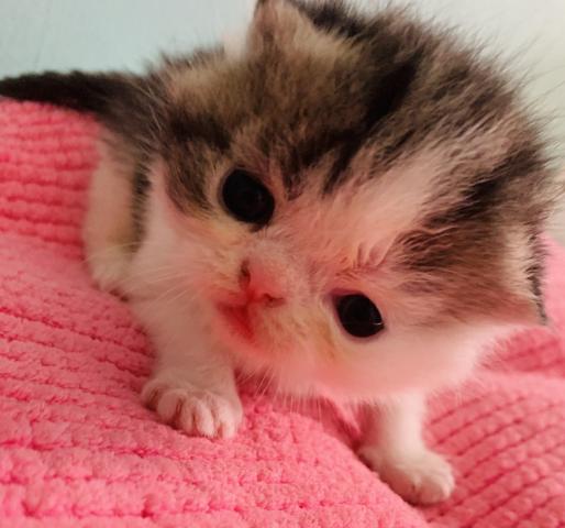 ミヌエット（旧ナポレオン）