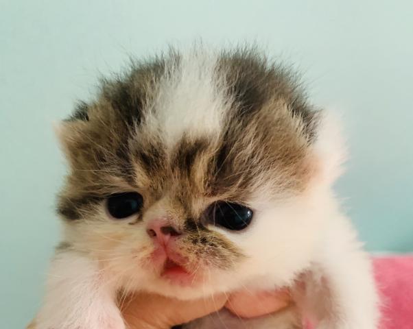 ミヌエット（旧ナポレオン）