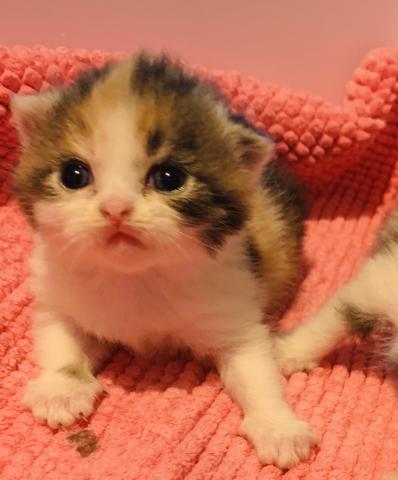 ミヌエット（旧ナポレオン）