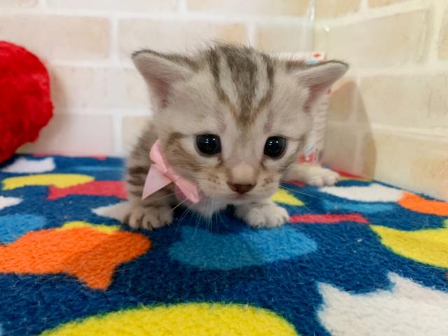ジェネッタ短足
