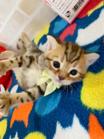 ジェネッタ長足