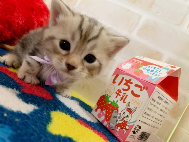 ジェネッタ長足